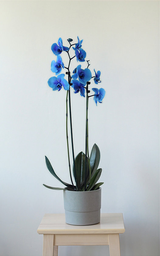 cdce33_4e208e7983e74a95a63ae31b1cba46d5~mv2