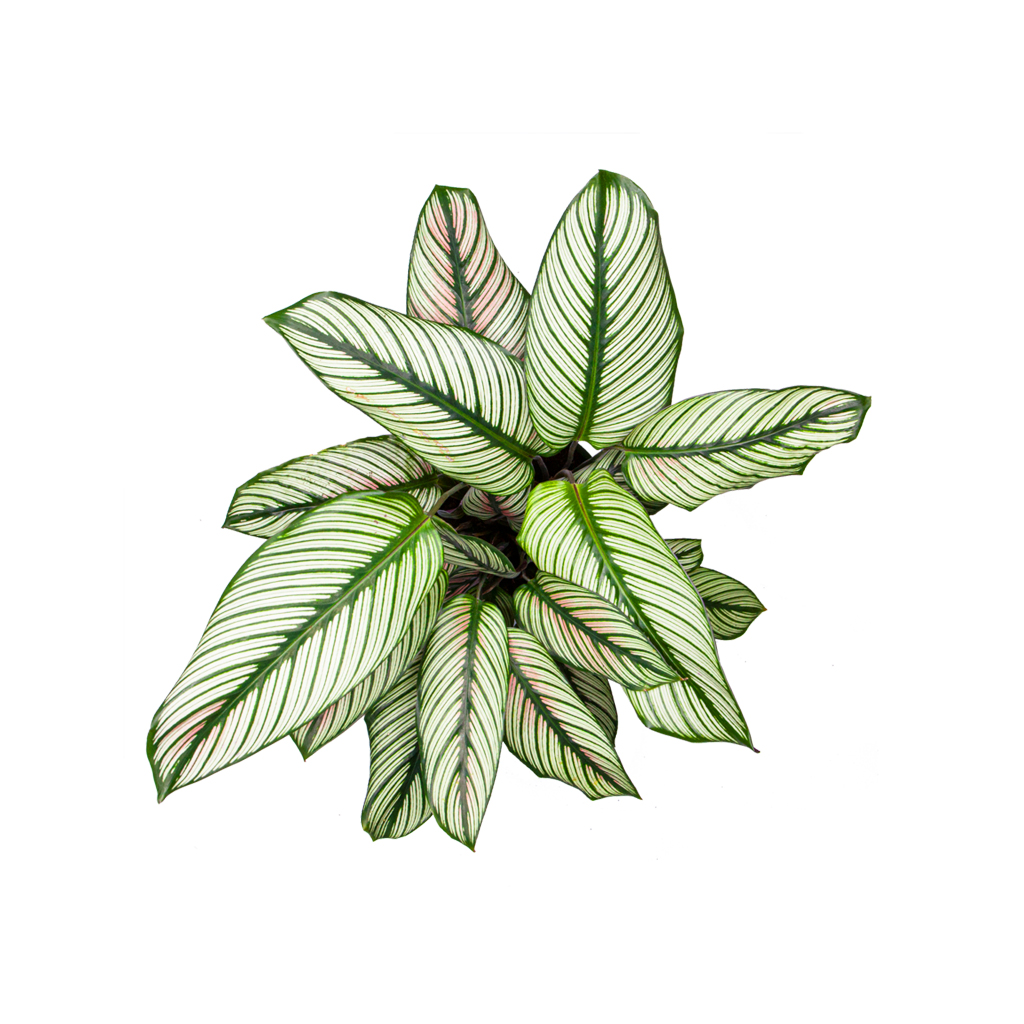 calathea-whitestar-02-jpg-3-jpg06new-1