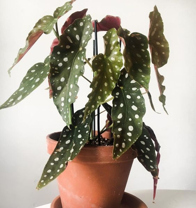 cdce33_4ecda678b3d3468aabac9e4bc0756123~mv2