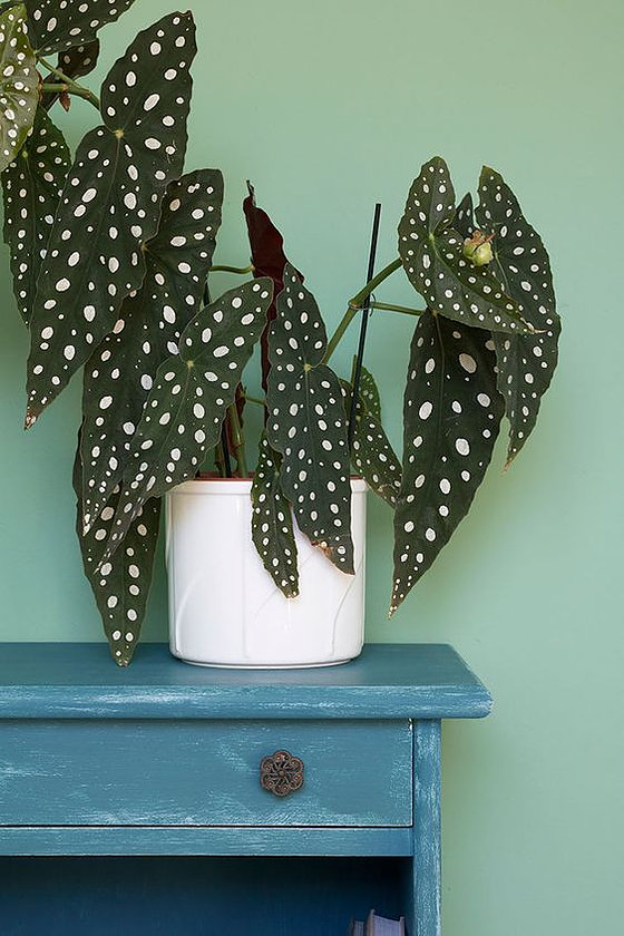 cdce33_6a160702dba3443883d004f3c4fe7f35~mv2