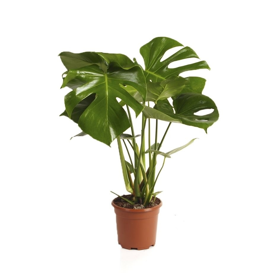 monstera-deliciosa-jpg06new-1